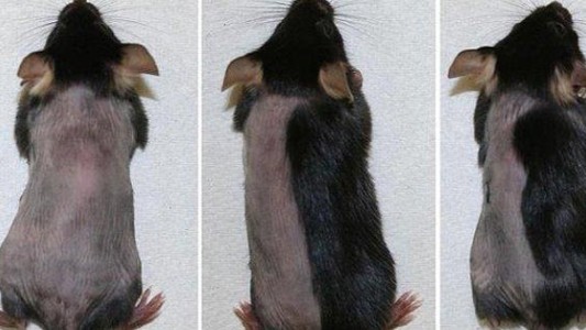 Fármacos hacen crecer el pelo de los ratones en 10 días