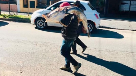 Críticas para un pescador que atrapó un surubí de 40 kilos y se lo llevó al hombro