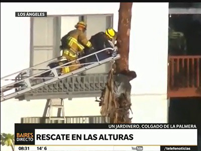 Un jardinero colgado de la palmera