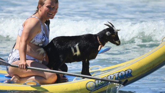 Cabras surfistas: "Tienen un equilibrio increíble"