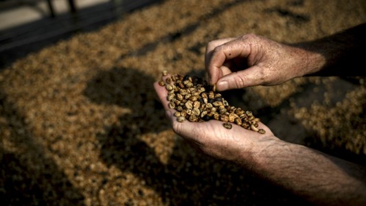 El lujoso café extraído de los excrementos de un pájaro