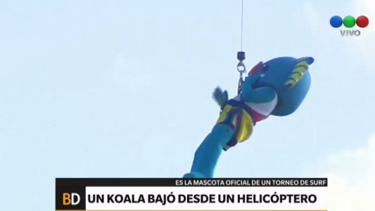 El koala surfero que bajó desde un helicóptero