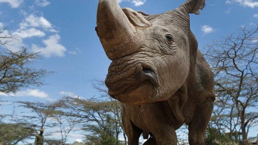 Un rinoceronte mató a una cuidadora de un zoológico en Austria