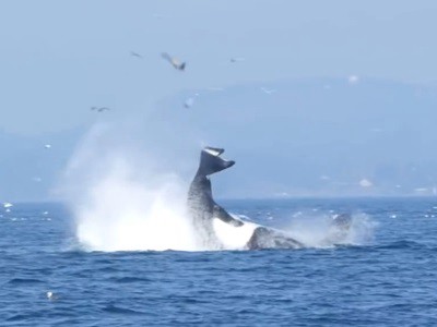 #EsViral Una orca lanza a una foca a 25 metros de altura