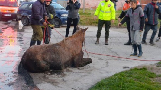 Rescataron a una yegua que se cayó a una alcantarilla de dos metros de profundidad