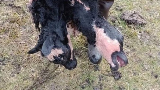 Sorpresa en Chubut: nació un ternero con dos cabezas