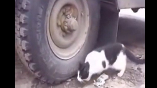 La eterna pelea del gato y el ratón: Tom y Jerry de la vida real