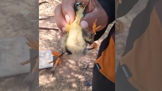 Video: Nació un pollito con cuatro patas en Salta