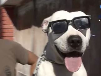 Video: El perro que sale a andar en bici por las calles de Rosario