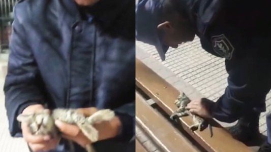 La Policía de Chaco salvó a un gatito con maniobras RCP