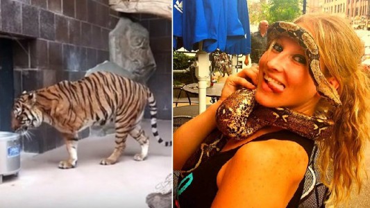 Mujer borracha ingresó a la jaula de un tigre para acariciarlo y terminó mordida
