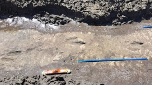 Descubrieron huellas de un ave prehistórica en las costas de Río Negro