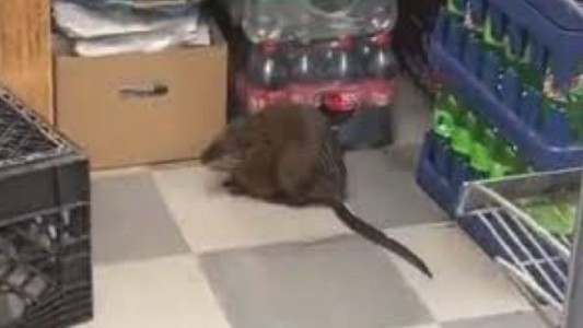 Ratas en la vía pública aterrorizan a los neoyorquinos