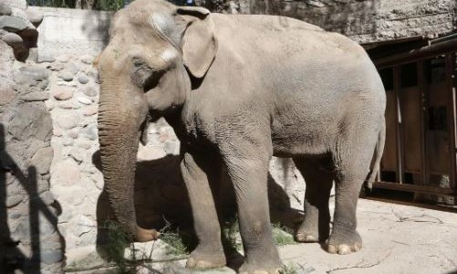Destinan $4,5 millones para entrenar al elefante Tamy que buscan trasladar a Brasil