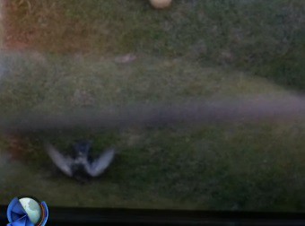 Le tiraron una paloma muerta a un jugador