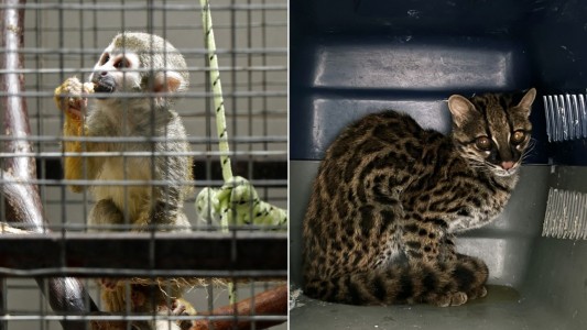 Narcozoológicos, la moda del poder de la cocaína en Ecuador