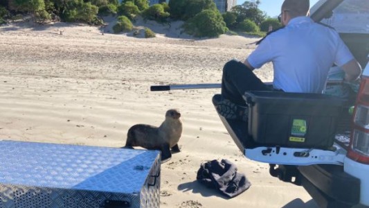 Indignación tras muerte de león marino por estrés luego de ser hostigado por turistas