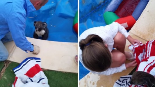 Video: Rescatan a un koala de una pileta