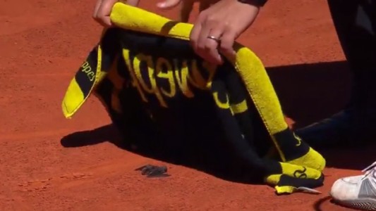 Video: Mayer atrapó un murciélago durante el partido del ATP de Madrid