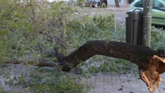 Fuertes ráfagas de viento: una rama se le incrustó en la espalda a un menor y fue hospitalizado