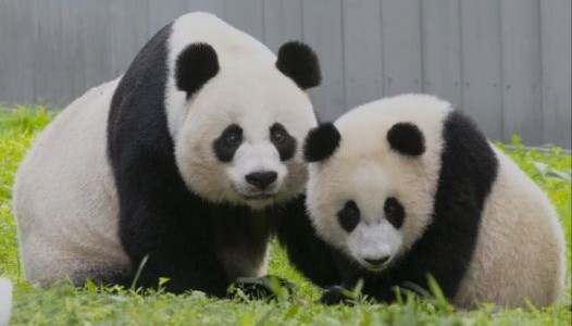 Tres pandas de un zoológico de Estados Unidos vuelven a China por tensiones diplomáticas