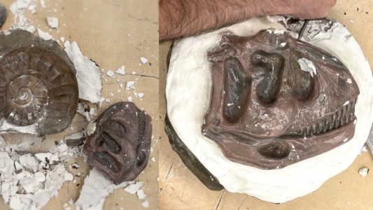 Fotos: frustran el contrabando de 6.400 fósiles a España