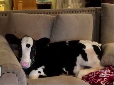 #EsViral El ternero que se cree perro