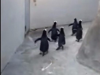 #EsViral Se escapan los pingüinos