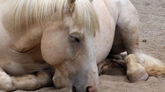 Encefalomielitis equina: Aplican medidas sanitarias para evitar la propagación de un virus que afecta a los caballos