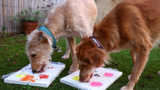 Subastan cuadros "pintados" por perros abandonados