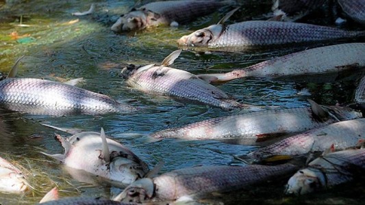 Investigan a ingenios tucumanos por la mortandad de peces en el embalse Río Hondo