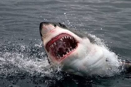 Una turista estadounidense murió atacada por un tiburón en Bahamas