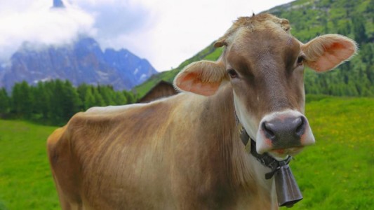 Un pueblo de Suiza vota para decidir si seguirán sonando los cencerros de las vacas