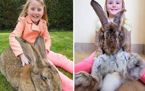 Darius, el conejo más grande del mundo: pesa 22 kilos