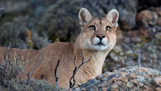 Un puma se "atrincheró" en un pino de Arroyo Leyes: buscan atraparlo