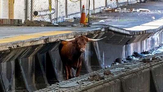 Estados Unidos: un toro interrumpió el tránsito ferroviario en Nueva Jersey