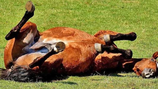 Confirmaron un caso positivo de encefalomielitis equina en Salta