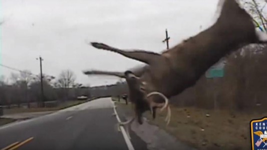 Video: ciervo salió ileso tras ser atropellado por un patrullero
