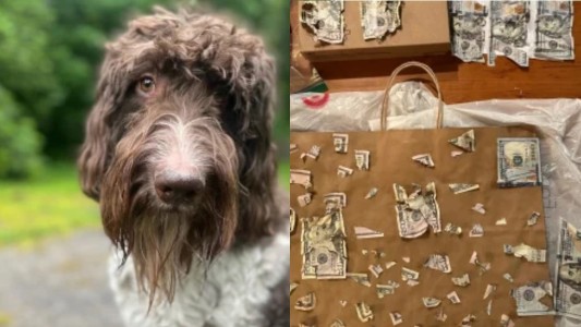 El perro se le comió 4000 dólares