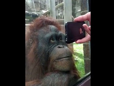 #EsViral El orangután que mira un video de orangutanes
