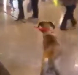Un perro se emocionó al ver a su dueño después de 3 años y revolucionó la web