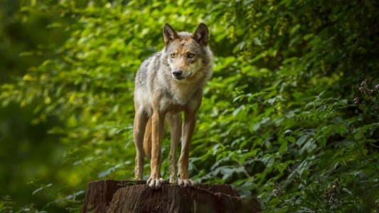 "Grave amenaza": la Justicia autoriza a dispararle bolas de pintura a lobos "desviados" en Países Bajos