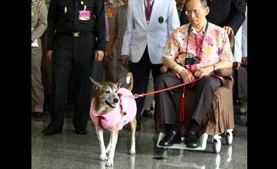 Tailandés podría enfrentarse a 37 años de cárcel por burlarse de la perra del rey
