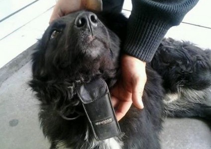 Misterio: apareció un perro con un "Movicom" de 1995 colgado del cuello en Bahía Blanca
