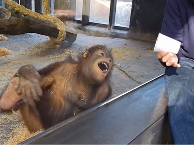 #EsViral La risa del mono