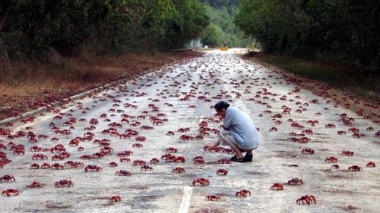 El misterio de los cangrejos que invaden una isla cada año
