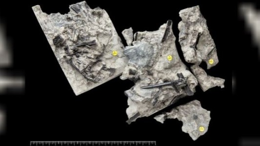 Escocia: encontraron restos fósiles de un reptil volador, primo de los dinosaurios