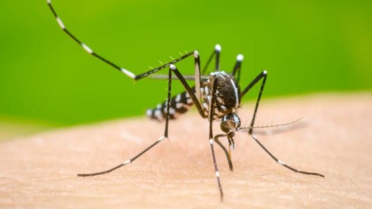 Dengue en Brasil: registraron 365.000 casos y al menos 40 muertes en el inicio de 2024