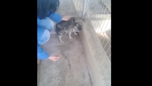 La conmovedora reacción de un perro maltratado al ser acariciado