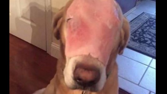 El engaño del perro “desfigurado” en Facebook